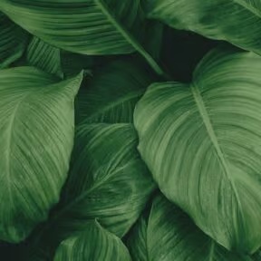 Tropical Leaves